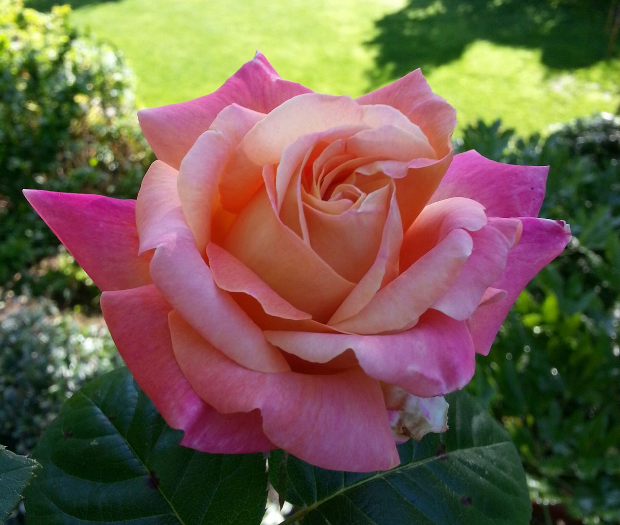  photo 20140623_075159-1_zpskgpzyusx.jpg